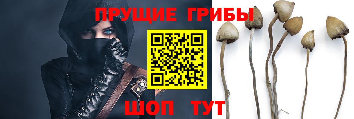 Псилоцибиновые грибы MAGIC MUSHROOMS Курчалой